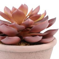 Produkt Sukulent w doniczce Echeveria sztuczny czerwony vintage Ø15cm W16cm