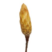 Produkt Repens krem mały 50 szt