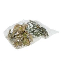 Produkt Rozeta Repens zielona matowa 8cm - 9cm 25 szt