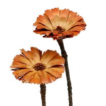 Produkt Repens Rozeta Naturalna 6-7cm 50 szt