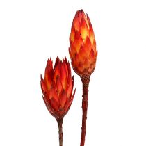 Repens czerwony 2-tonowy 25szt