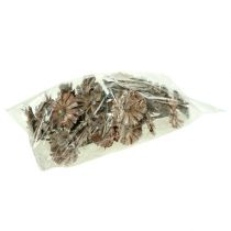 Produkt Rozeta Protea 8-9cm biała myta 25 szt