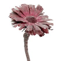 Produkt Protea rozeta wrzosowa matowa Ø8-9cm 25szt