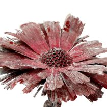 Protea rozeta wrzosowa matowa Ø8-9cm 25szt