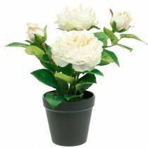 Piwonia w doniczce, romantyczna róża dekoracyjna, kwiat jedwabny kremowo-biały