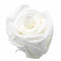Róże konserwowane średnie Ø4-4,5cm białe 8szt