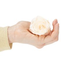 Produkt Główki róż, kwiaty konserwowane do eleganckich kompozycji kwiatowych, 5cm, 6 szt.