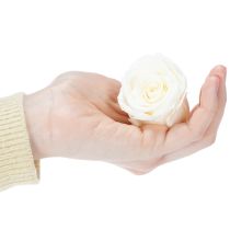 Produkt Zakonserwowane główki róż, trwała dekoracja stołu na romantyczną atmosferę, dekoracja ślubna, 5 cm, 6 sztuk