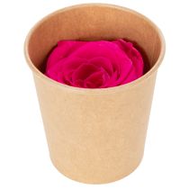 Produkt Dekoracje z zakonserwowanych róż, prawdziwe kwiaty do dekoracji stołu, wyjątkowe i zrównoważone kwiaty, 5 cm, 6 sztuk