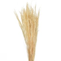Trawa gięta Agrostis Capillaris Trawa sucha bielona 65cm 80g