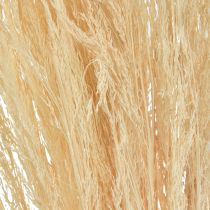 Trawa gięta Agrostis Capillaris Trawa sucha bielona 65cm 80g