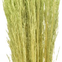 Produkt Trawa Wygięta Agrostis Capillaris Trawy Suche Zielone 65cm 80g