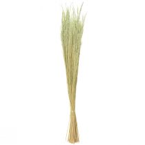 Produkt Trawa Wygięta Agrostis Capillaris Trawy Suche Zielone 65cm 80g