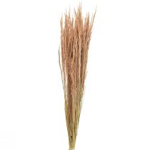 Produkt Trawa gięta czerwona Agrostis Trawa sucha czerwono-brązowa 65cm 80g