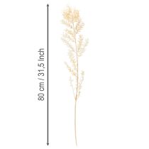 Produkt Suszona gałązka ozdobna Ruscus, Ruscus bielony, 200g