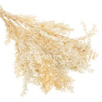 Produkt Suszona gałązka ozdobna Ruscus, Ruscus bielony, 200g