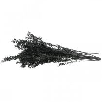 Produkt Gałązki ruscusa, gałązki ozdobne, kwiaty suszone, czarne, 200g