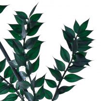 Produkt Ruszczyk zielony Gałązki dekoracyjne ciemnozielone 75-95cm 1kg