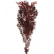 Suszony ruszczyk, florystyka sucha, mirt cierniowy czerwony L58cm 30g