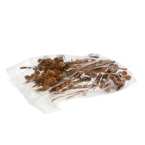 Produkt Sabulosum 4-6 główek na gałązkę 25 szt