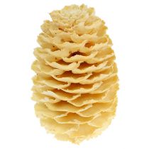 Produkt Szyszki Sabulosum bielone 500g