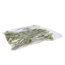 Produkt Gałązka Sabulosum 4-6 zielona mrożona 25 szt.