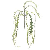 Produkt Sztuczny liść piły Kaktus Epiphyllum anguliger L68cm 3 szt