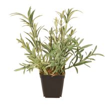 Produkt Szałwia w doniczce Salvia Lavandulifolia sztuczna wys. 25cm