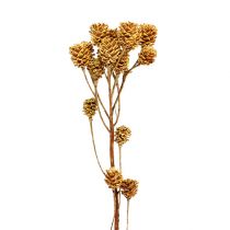 Produkt Kwiaty Salignum jasne leucadendron na gałązce 25 sztuk