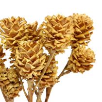 Produkt Salignum gałąź jasne leucadendron kwiaty na gałązce 25 szt