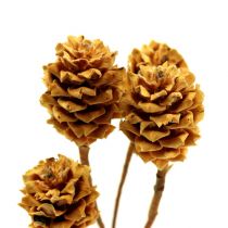 Produkt Salignum jasne 4-6 kwiatów na gałązce Leucadendron 100 sztuk
