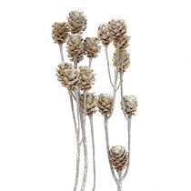 Produkt Salignum protea bielona na łodydze 25 szt