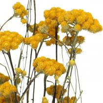 Kiść krzewu curry, żółty suszony kwiat, złote słońce, kocanka włoska L58cm 45g