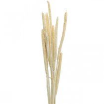 Reed deco trzcina suszona bielona trawa H60cm wiązka