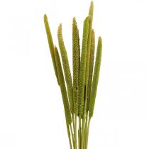 Reed cob deco trzcina suszona zielona wiązka H60cm