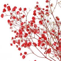 Produkt Gypsophila Gypsophila suszone kwiaty czerwone 50cm 55g