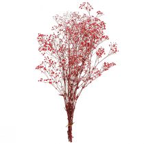 Produkt Gypsophila Gypsophila suszone kwiaty czerwone 50cm 55g