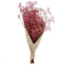 Produkt Gypsophila paniculata Ziele gipsowe w jagodzie L50cm 55g