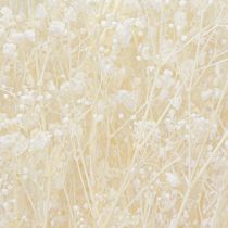 Produkt Gypsophila Biała Suszona Trawa Dekoracyjna Kremowa 65-70cm 100g