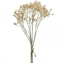 Produkt Sztuczna łyszczec kremowa łyszczec 46cm pęczek po 3 sztuki