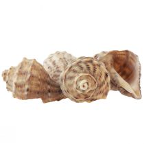 Produkt Ozdoba z muszli ślimaków ślimaki morskie brązowa kremowa 4-6cm 300g