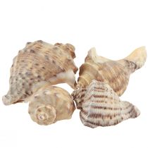 Ozdoba z muszli ślimaków ślimaki morskie brązowa kremowa 4-6cm 300g