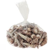 Produkt Muszle ślimaków ozdobne ślimaki morskie Turritella 4,5–5,5cm 300g