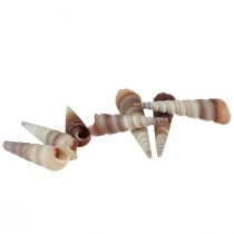 Muszle ślimaków ozdobne ślimaki morskie Turritella 4,5–5,5cm 300g