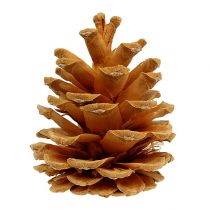 Produkt Szyszki sosnowe czarne szyszki dekoracyjne kremowe 5-8cm 1kg