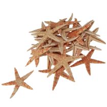Produkt Rozgwiazda naturalna dekoracja naturalne kolory morskie Ø6,5–8cm 100 szt