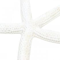 Dekoracja rozgwiazda biała, przedmioty naturalne, dekoracja morska 10-12cm 14szt