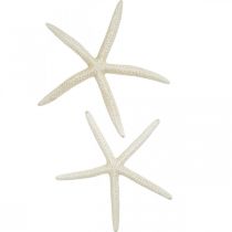 Dekoracja rozgwiazdy biała, dekoracja morska 15-17cm 10szt