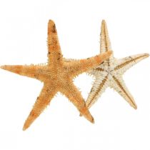 Produkt Rozgwiazda rozproszona dekoracja home deco mini rozgwiazda natura 2-4cm 50p