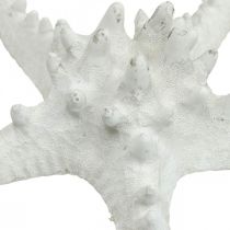 Produkt Dekoracja rozgwiazdy duża suszona biała rozgwiazda nabijana 15-18cm 10 sztuk